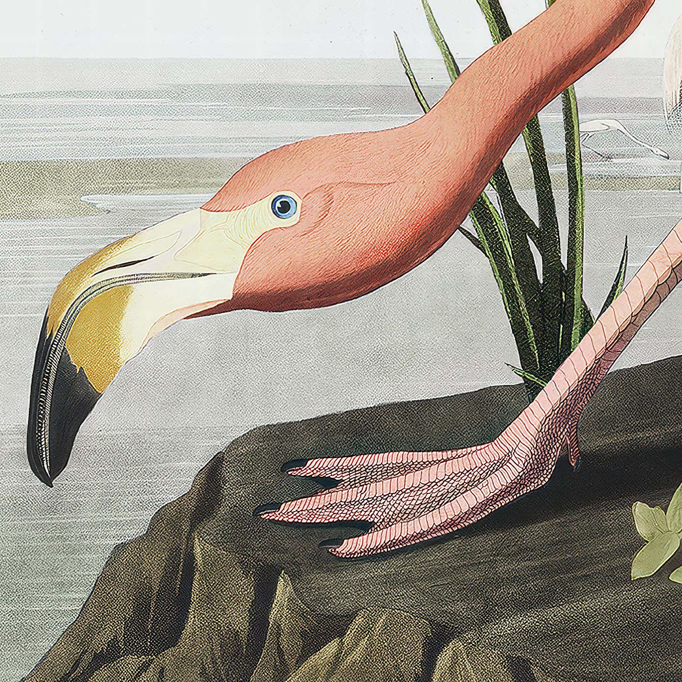 Cedar & Sage Vintage Flamingo Framed Print