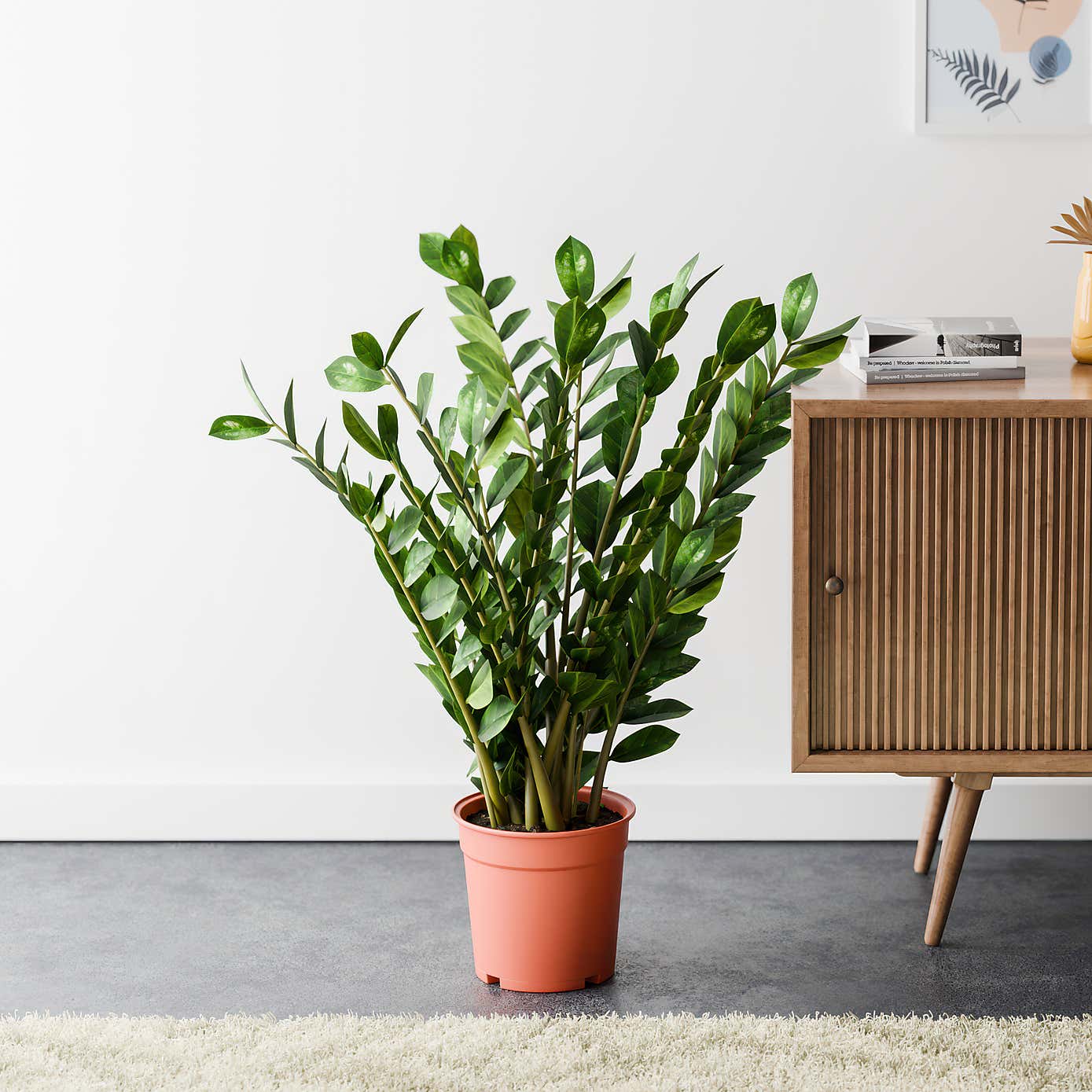 ZZ House Plant