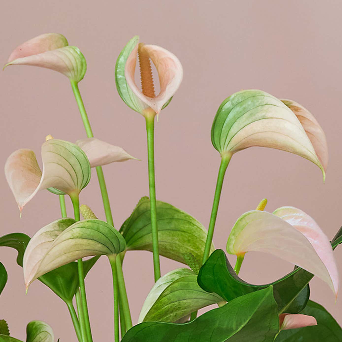 Peach Anthurium House Plant in Ribbed Pot