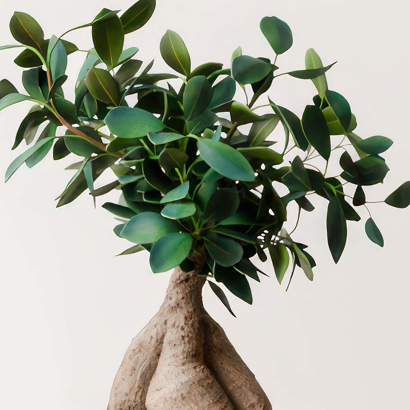 Ficus Ginseng House Plant in Capri Pot