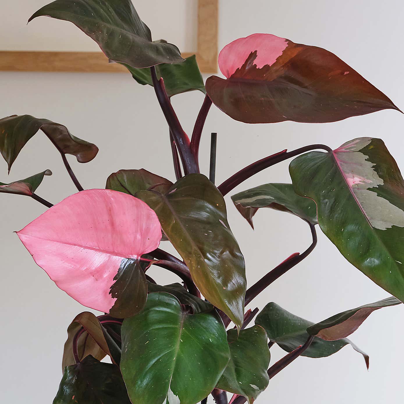 Philodendron Pink Princess in Ribbed Ceramic Pot
