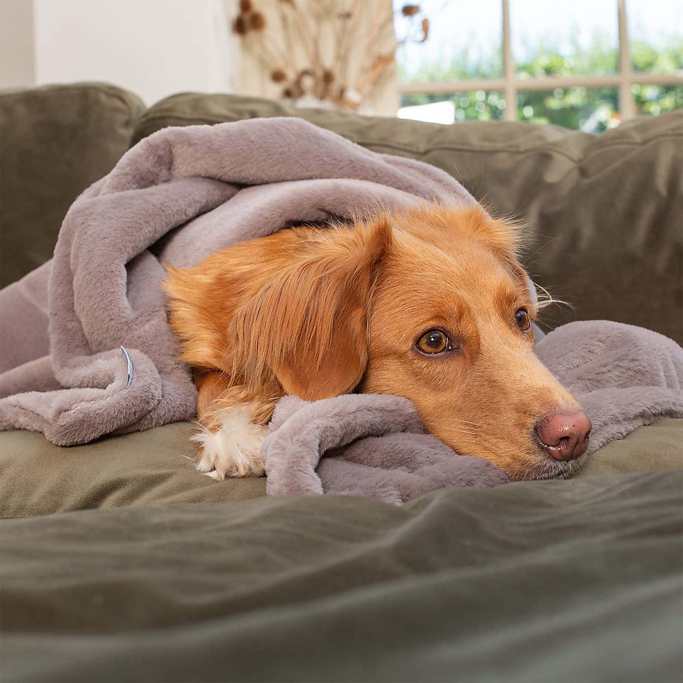 Lords and Labradors Faux Fur Pet Blanket
