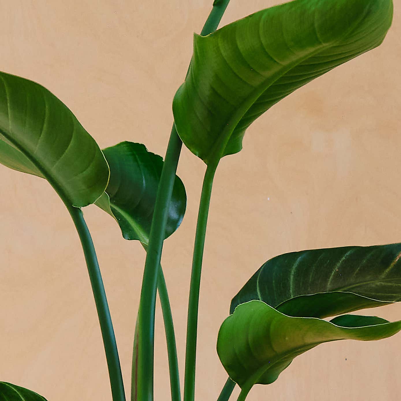 Bird Of Paradise House Plant in Elho Pot