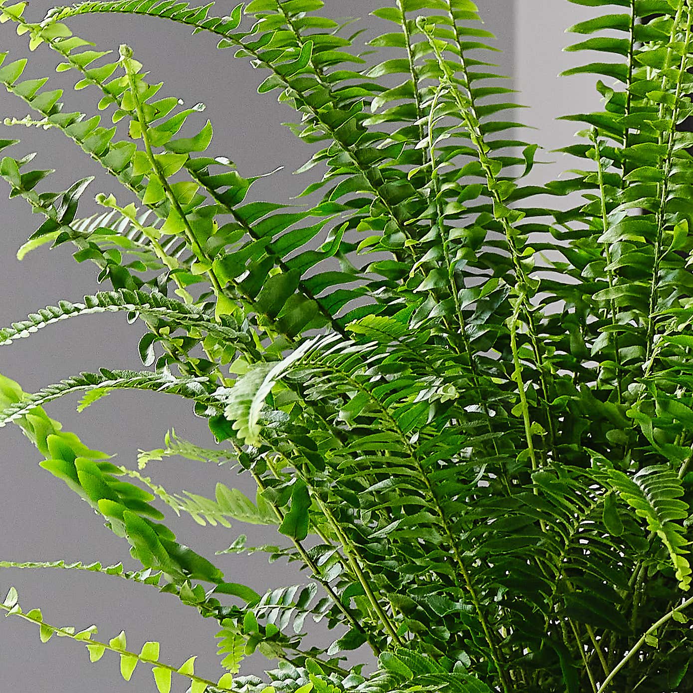 Boston Fern House Plant in Earthenware Pot