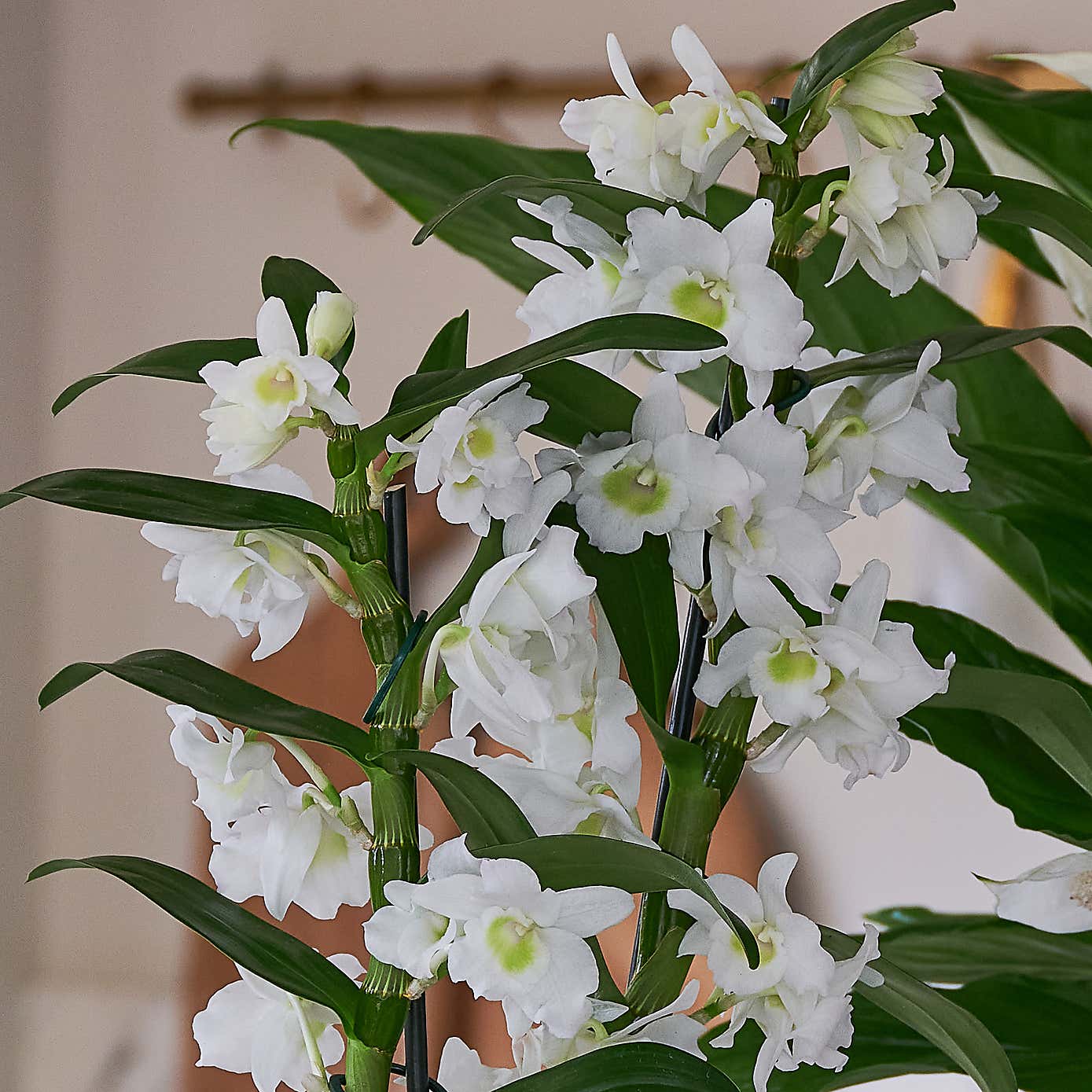 Beards & Daisies Blooming Beautiful Pair Dendrobium Peace Lily House Plant in Vibes Pot