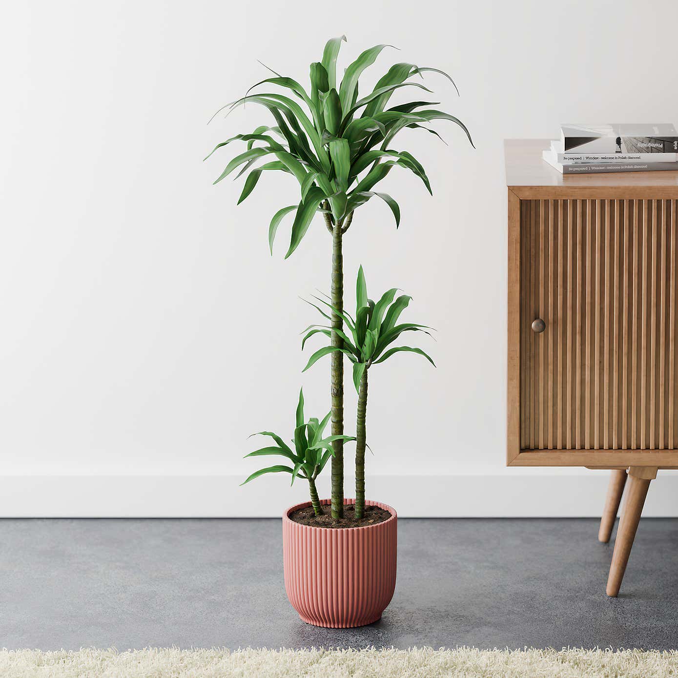 Beards & Daisies Dracaena Steudneri House Plant in Elho Pot