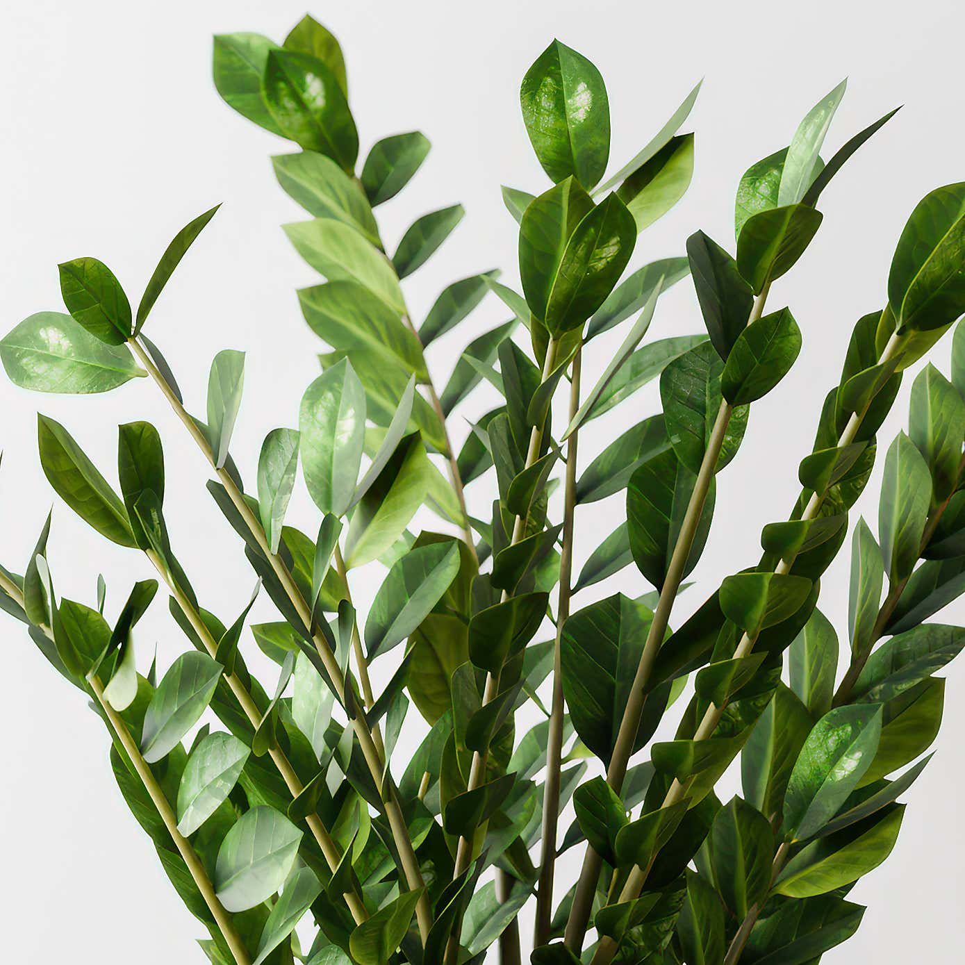 ZZ House Plant