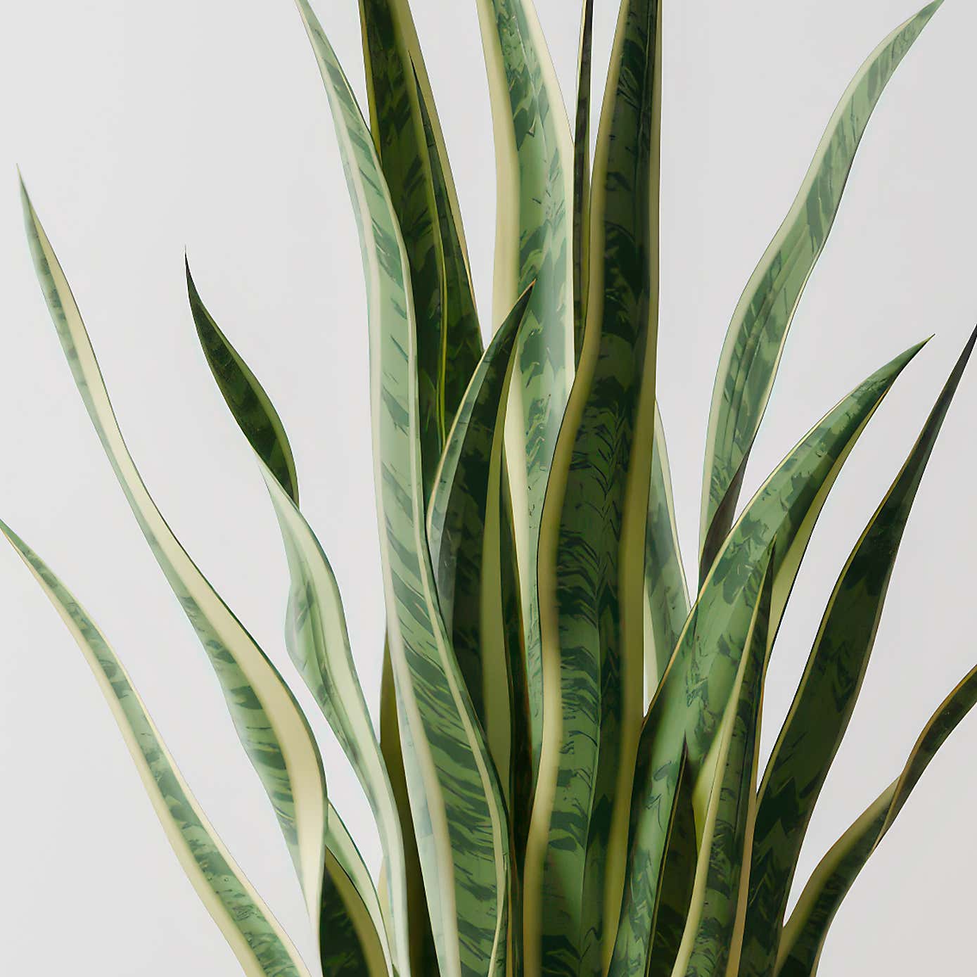 Snake House Plant