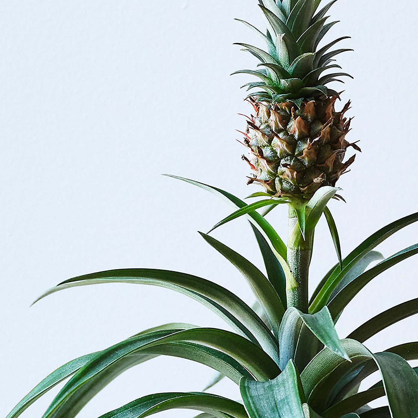 Pineapple House Plant