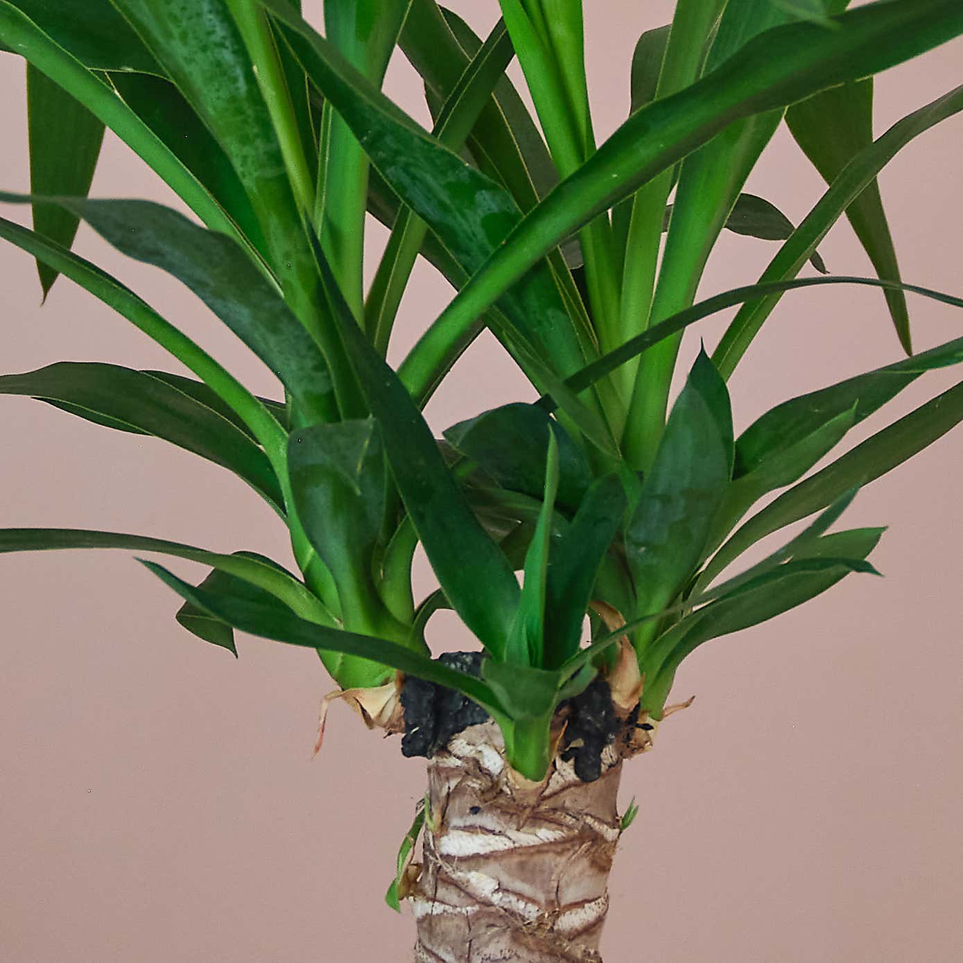 Yucca House Plant in Capri Pot