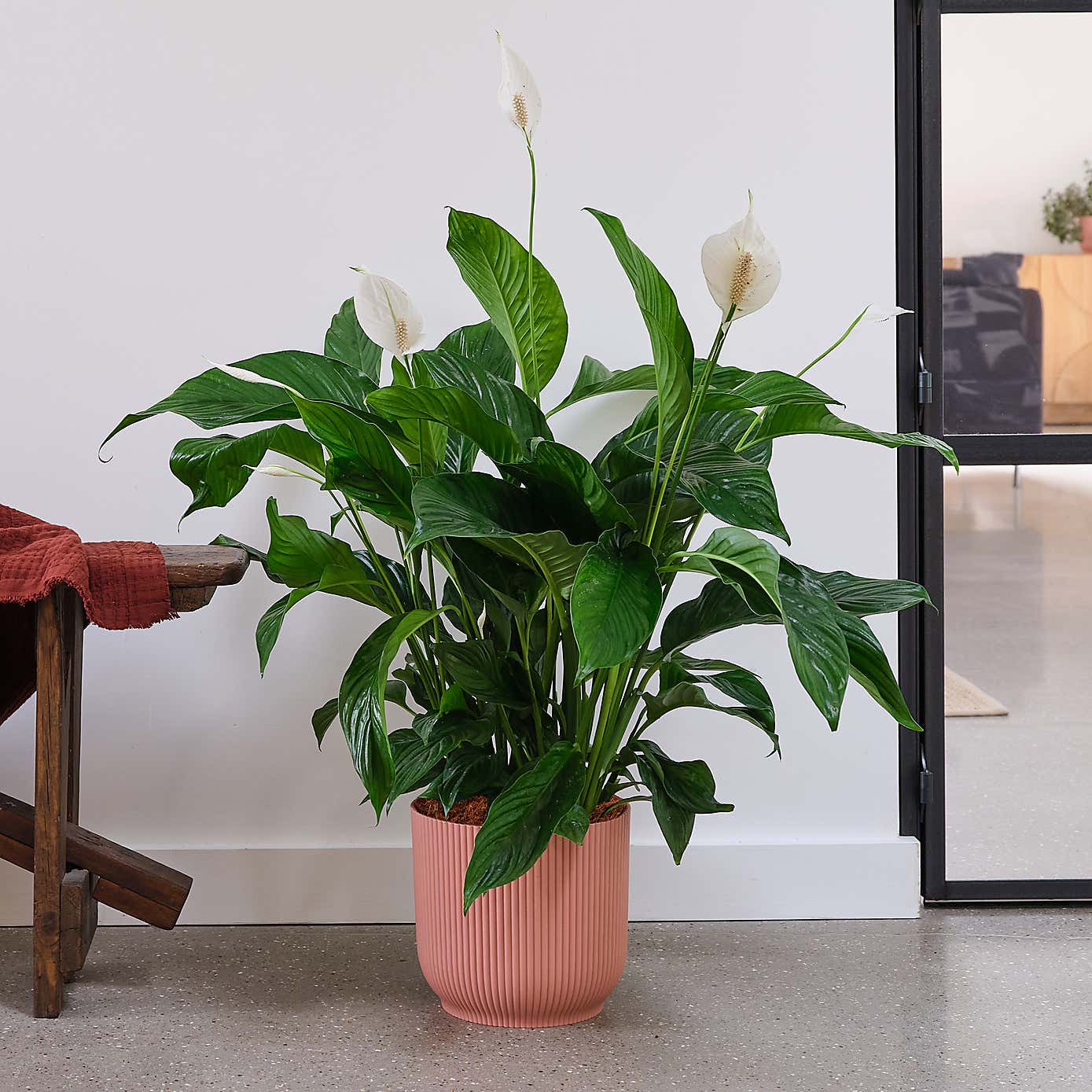 Peace Lily House Plant in Elho Pot