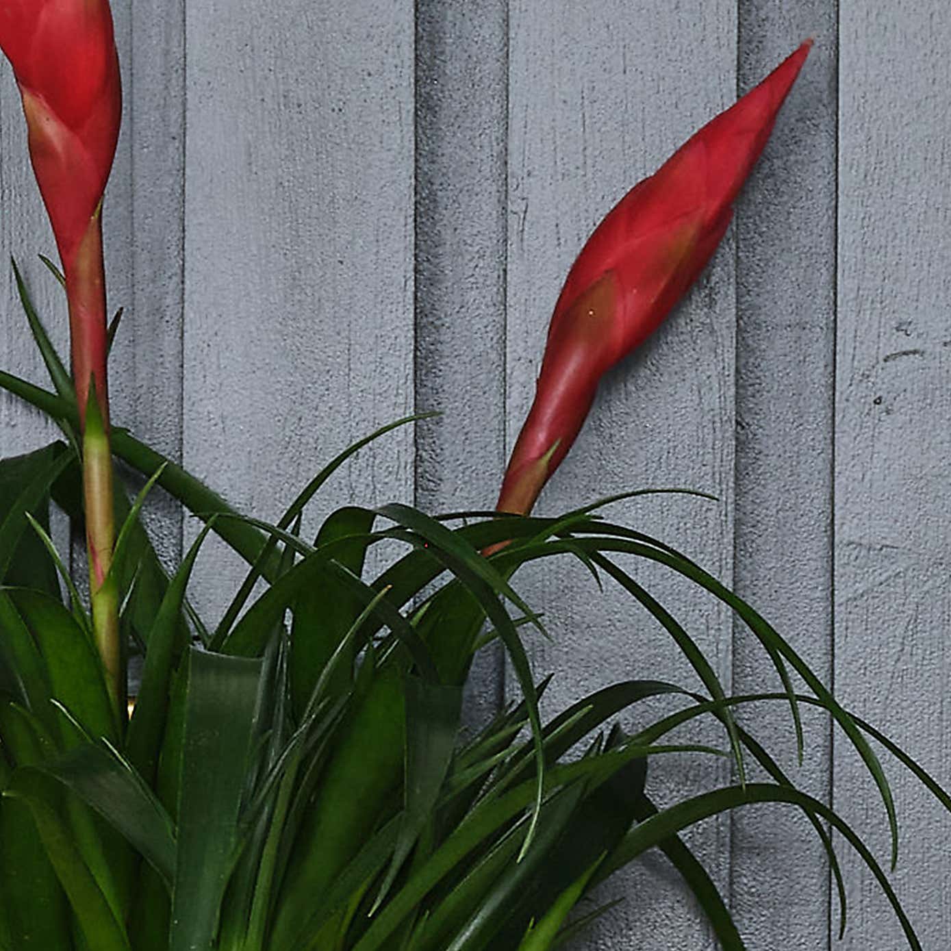 Vriesea Astrid House Plant in Elho Pot