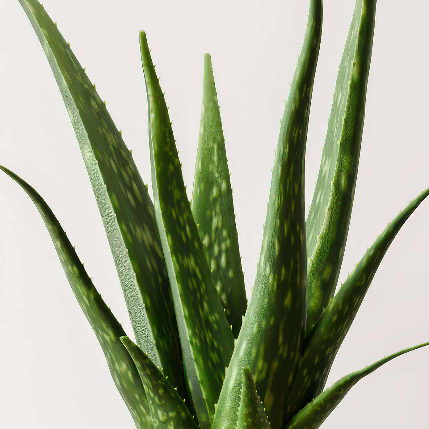 Aloe Vera House Plant in Ribbed Ceramic Pot