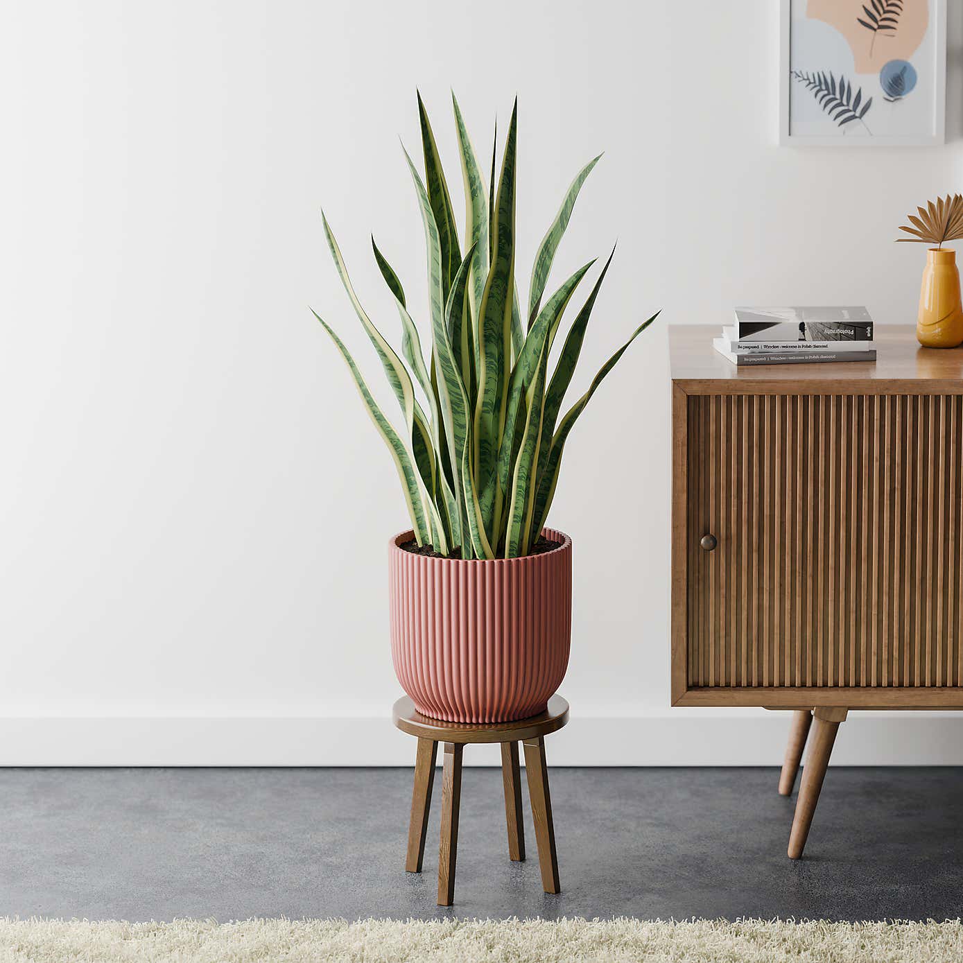 Beards & Daisies Snake Plant House Plant in Vibes Pot