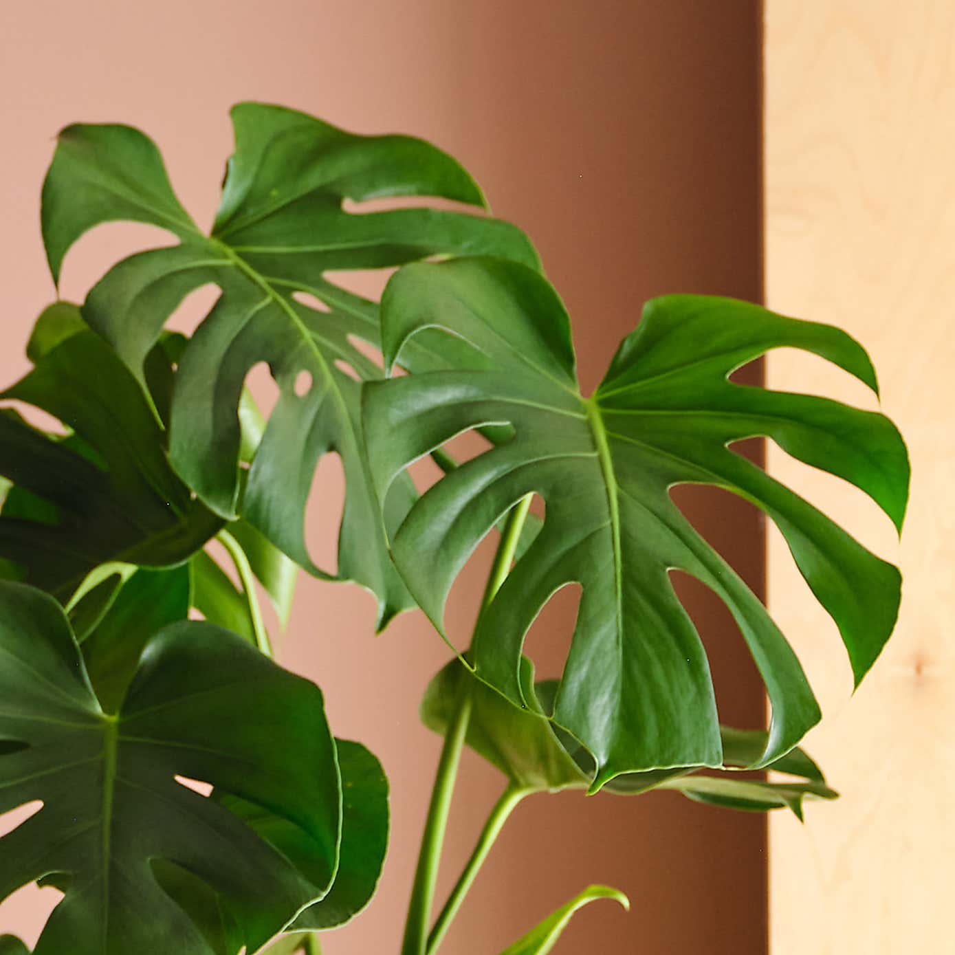 Swiss Cheese House Plant in Elho Pot