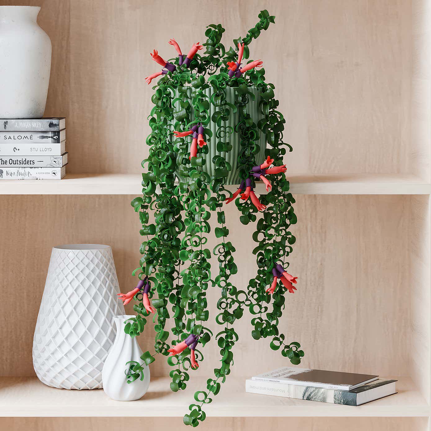 Beards & Daisies Trailing Aeschynanthus Rasta House Plant in Elho Pot