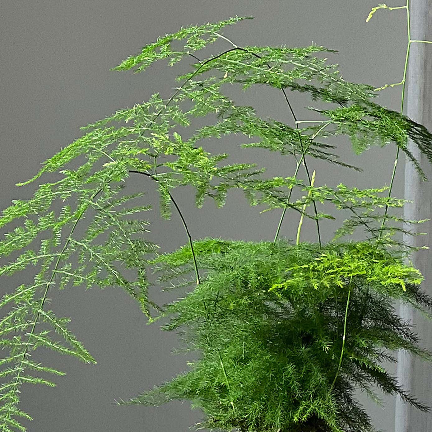 Asparagus Fern House Plant Bundle