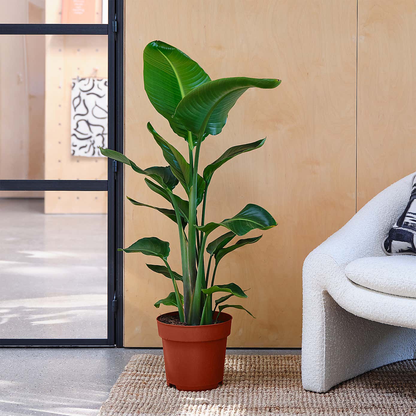 Beards & Daisies Bird of Paradise House Plant