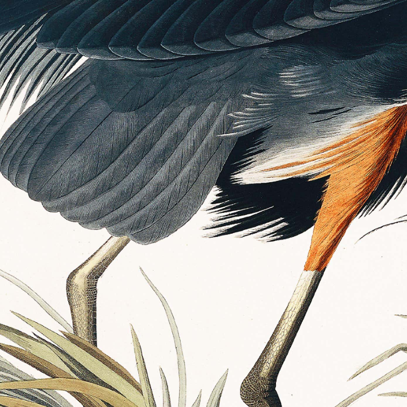 Cedar & Sage Vintage Blue Heron Small Framed Print