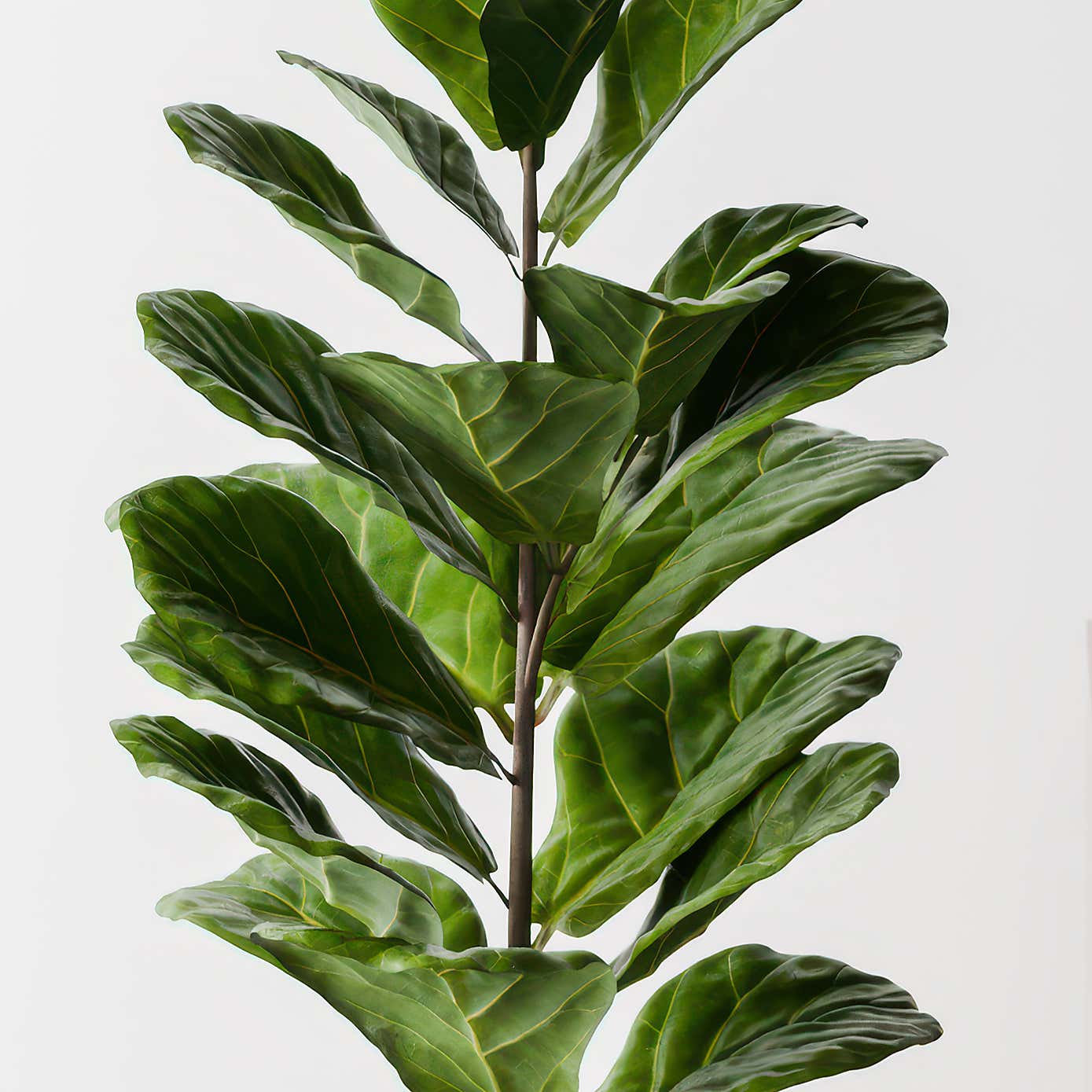 Beards & Daisies Fiddle Leaf Fig House Plant in Capri Pot