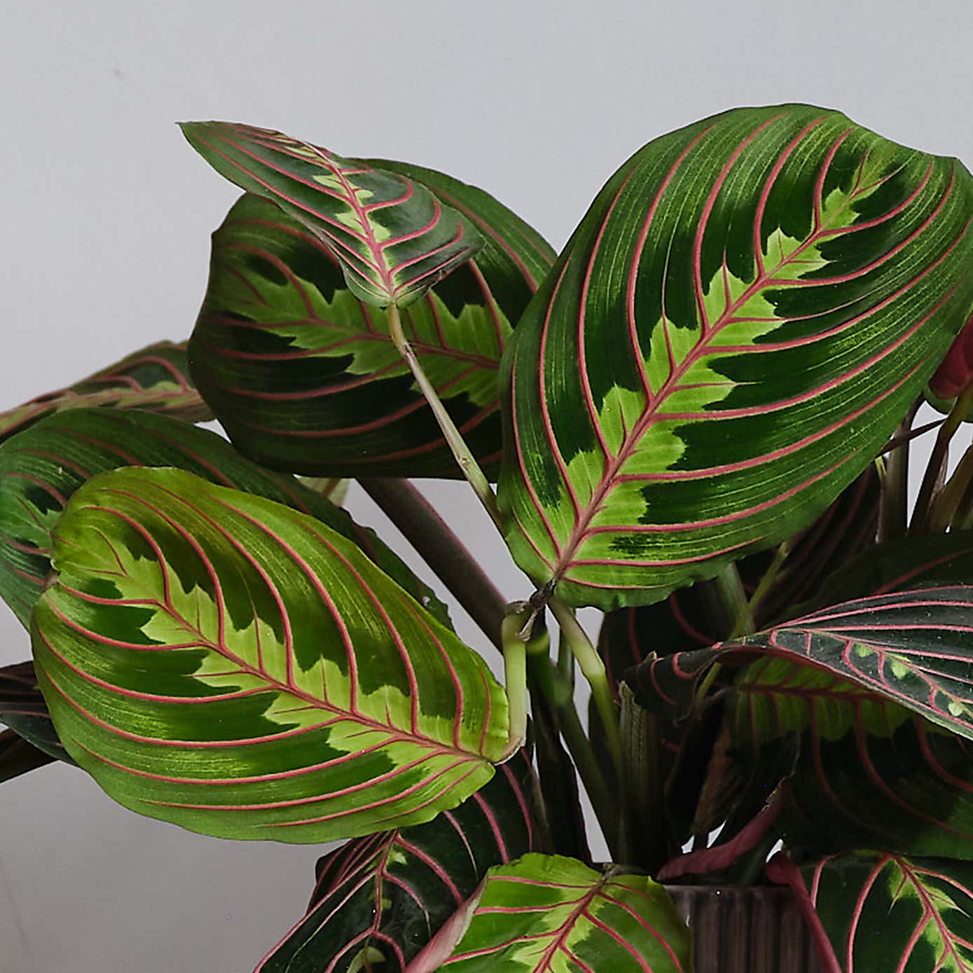 Prayer Plant House Plant Bundle