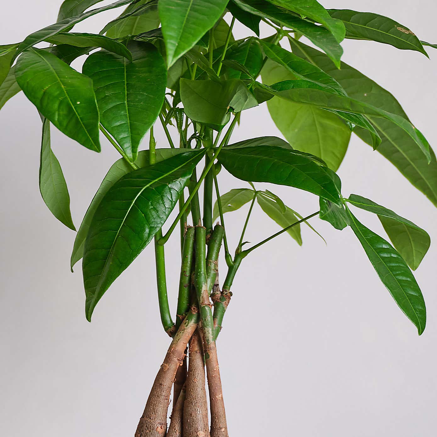 Money Tree House Plant in Elho Pot