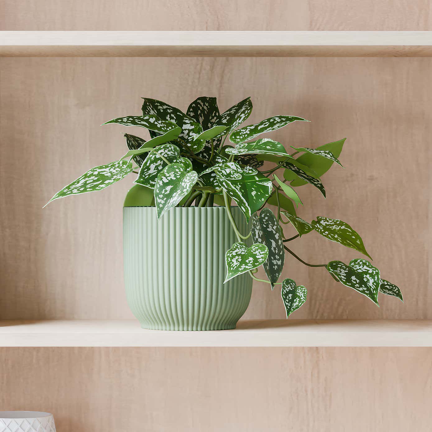 Beards & Daisies Trailing Satin Pothos House Plant in Elho Pot
