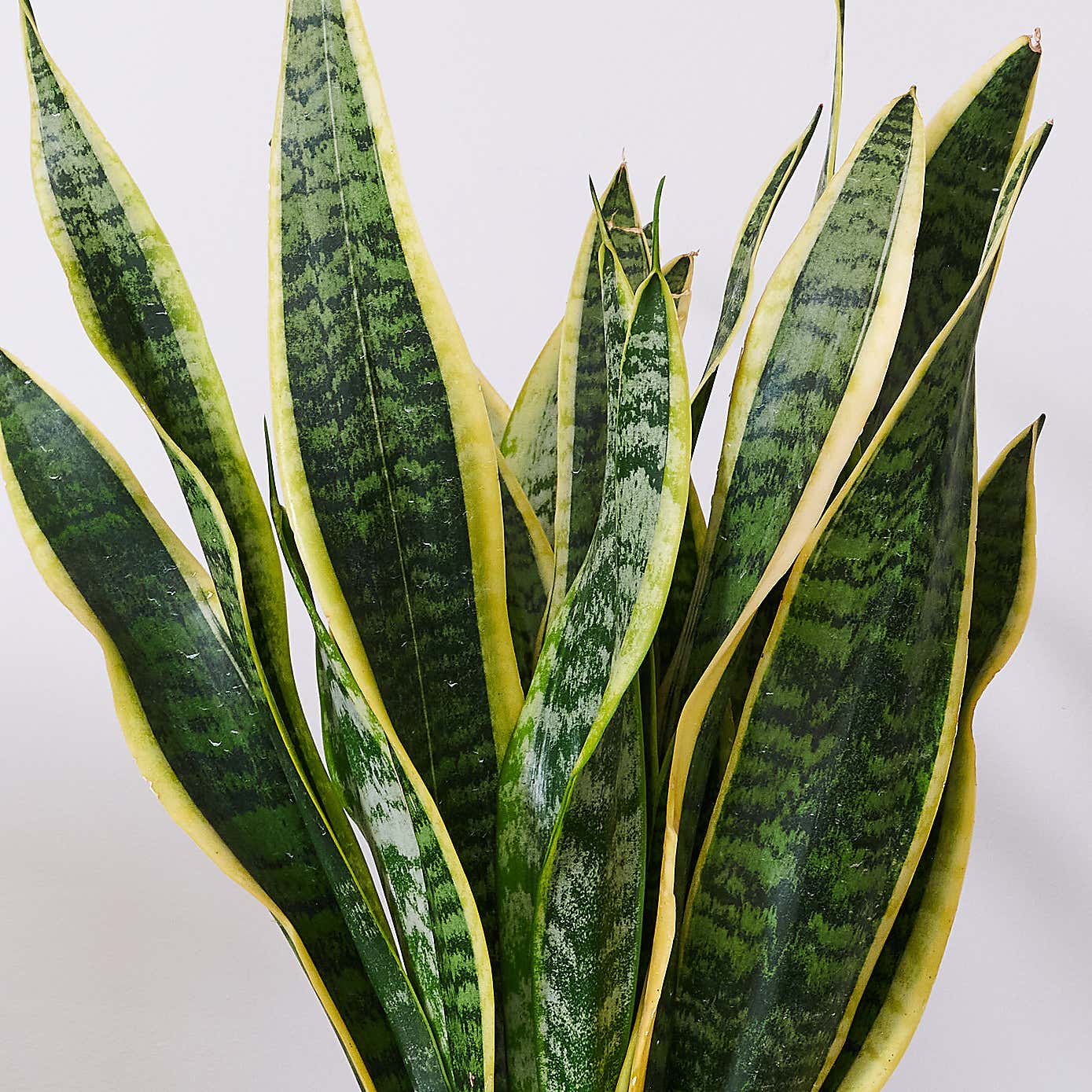 Snake House Plant in Earthenware Pot